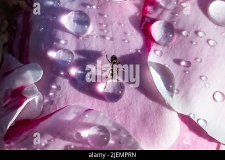 An ant walking on a peony with drops after the rain, in spring Stock Photo