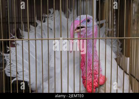 Portrait of turkey in the cage at animal exhibition, market Stock Photo