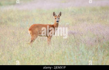 Surprised roe deer, capreolus capreolus, fawn looking into camera from front view on meadow with copy space. Alert wild animal with orange and brown f Stock Photo