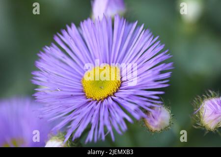 fleabane flower in purple macro Stock Photo