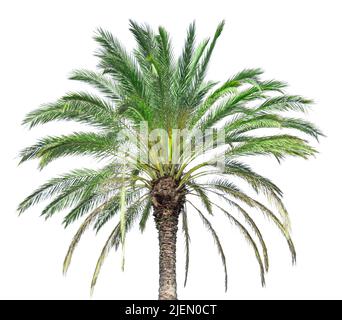 Isolated top of a palm tree on a sunny day on white background Stock Photo