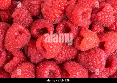 Red raspberry texture background, ripe berries top view Stock Photo