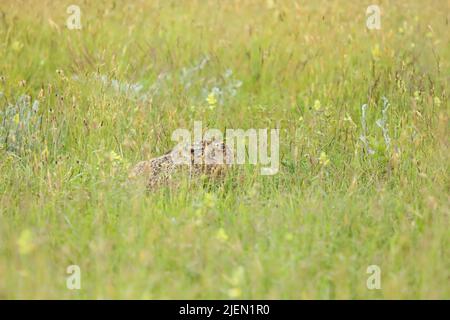 Brown hare hiding in long grass in summer sunlight Stock Photo