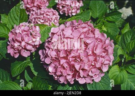 Bigleaf hydrangea plant in full bloom, Hydrangea macrophylla, Hydrangeaceae Stock Photo