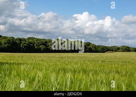 Trees behind a field of cereal crops on a sunny evening Stock Photo