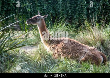 Portrait of a vicuña. Domestic animals Stock Photo