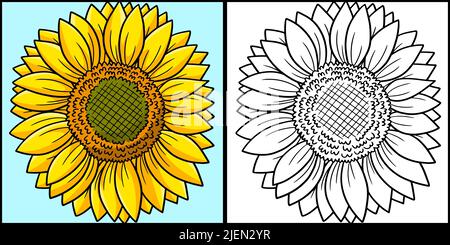 Sunflower Coloring Page Colored Illustration Stock Vector