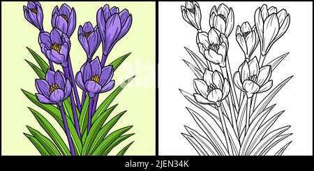 Crocus Flower Coloring Page Colored Illustration Stock Vector
