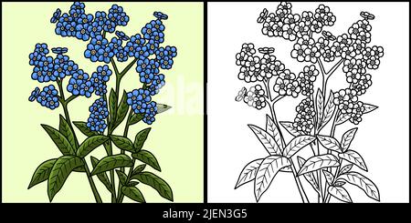 Forget Me Not Flower Coloring Colored Illustration Stock Vector