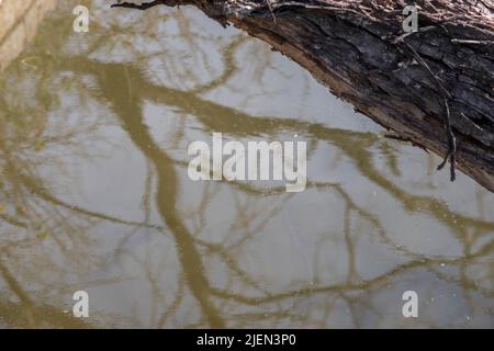 Tree Trunk and Abstract Branch Reflection in Brown Water Stock Photo