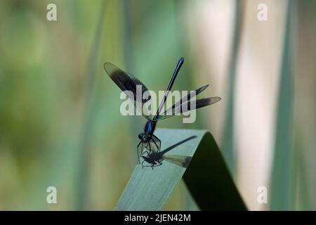 Banded Demoiselle damselfly at Potteric Carr, Yorkshire, England Stock Photo