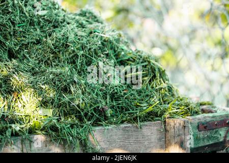 Closeup photo of fresh cut green grass pile in box. Compost, manure heap as organic fertilizer. Sustainable development Stock Photo