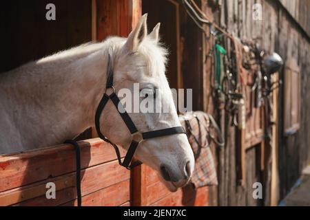 White Arabian horse, detail - only head visible out from wooden stables box Stock Photo