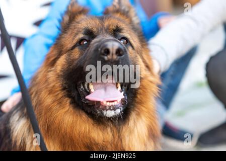 The muzzle of a young long-haired German Shepherd close-up. High quality photo Stock Photo
