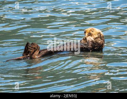Fur covered sea otter floating in the icy water of Resurrection Bay near Seward in Alaska