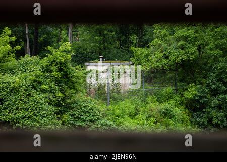 Old Abandoned Building in Overgrown Forest Stock Photo