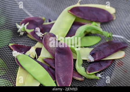 Sugar snap peas in three different colours Stock Photo