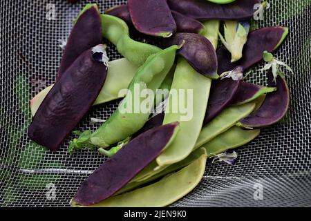 Sugar snap peas in three different colours Stock Photo