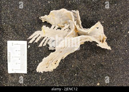 Leptodus nobilis americanus Girty. Stock Photo