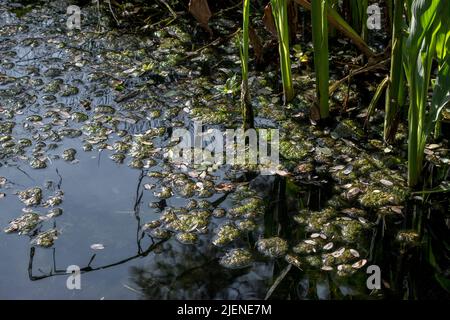 photography of aquatic plants. Pants of the pond Stock Photo