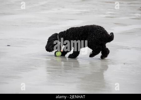 Black Cockapoo playing with a ball at Luskentyre beach on the Isle of Harris, Outer Hebrides, Scotland, United Kingdom Stock Photo