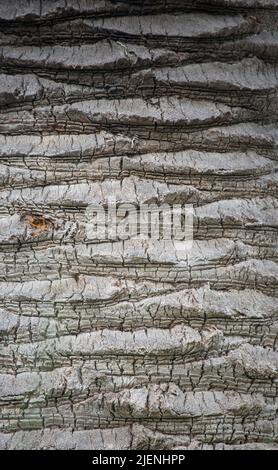 Rough Gray Texture of Palm Tree Bark Trunk Close-Up Stock Photo