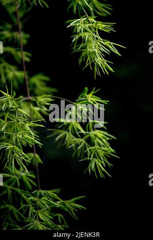 Bright Green Asparagus Fern Leaves on Dark Background Stock Photo