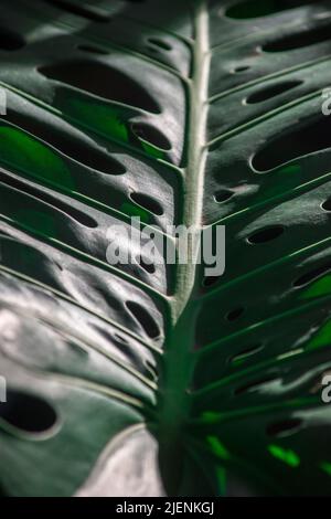 Large green leaves of a Philodendron xanadu. Monstera Stock Photo