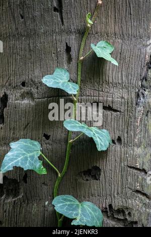 ivy on the trunk of a tree Stock Photo