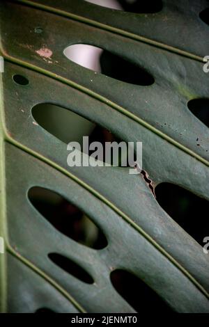 plant background from the leaves of a monstera Stock Photo