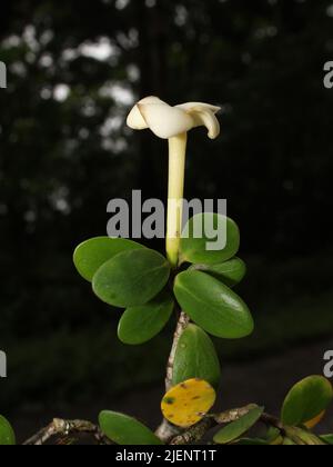 Flower of Hillia palmana Stock Photo