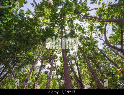 looking up under the canopy of trees Stock Photo