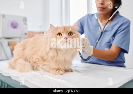 Professional vet using stethoscope to examine fluffy ginger cats health listening to inner body sounds Stock Photo
