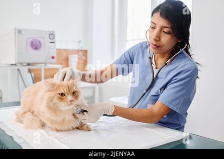 Hispanic woman working in veterinary clinic listening to heart beat and breath sounds of ginger cat using stethoscope Stock Photo