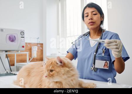 Professional vet doing medical check up for fluffy ginger cat using electronic clinical thermometer Stock Photo