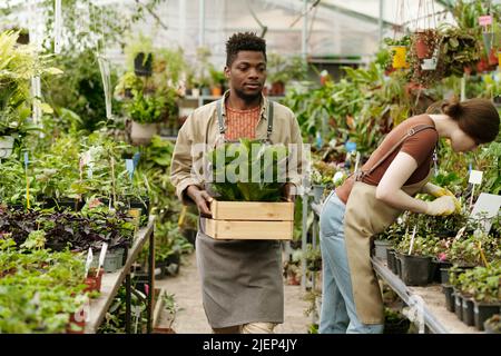 African young worker delivering box with plants to flower shop for sale Stock Photo