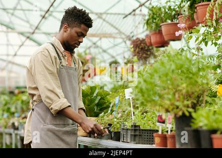 African young man in uniform working as nursery worker and trimming plants in greenhouse for further sale Stock Photo