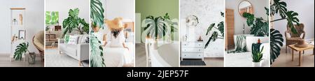 Collage of stylish interior with tropical monstera plant Stock Photo