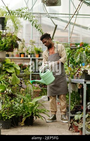 African young gardener in uniform watering green plants with watering can in greenhouse Stock Photo