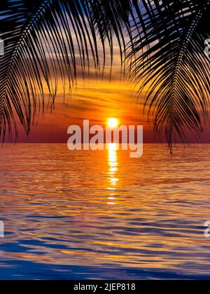 Nice sunset. Dark palm trees silhouettes on colorful tropical ocean sunset background Stock Photo