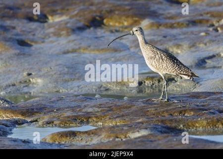 Long-billed Curlew foraging in mudflats. Palo Alto Baylands, Santa Clara County, California, USA. Stock Photo