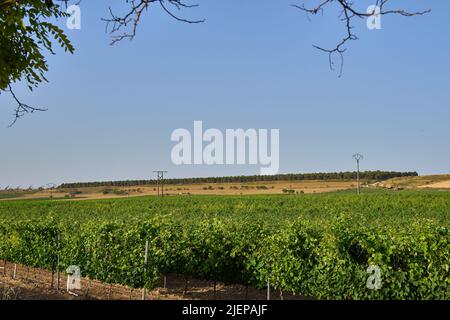 Vineyard with small bunches of grapes on the borders of Navarre and La Rioja. High quality photo Stock Photo