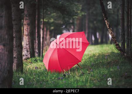 Green forest and red umbrella under the rain Stock Photo