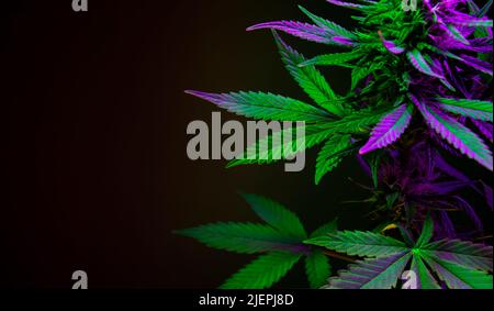 leaves of marijuana plant on black background. Green and purple cannabis foliage. Banner with big cannabis leaves and empty space for text. Artistic p Stock Photo