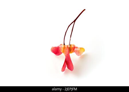 Amazing three-lobed and two-lobed maple seed pods in bright red yellow on a white background Stock Photo