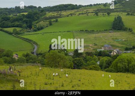 Sheep graze at a green pasture close to farm houses in Wales Stock Photo