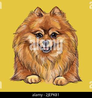 Pomeranian hand drawing dog vector isolated illustration on yellow background. Cute funny dog looking into the camera. Realistic dog. For print, desig Stock Vector