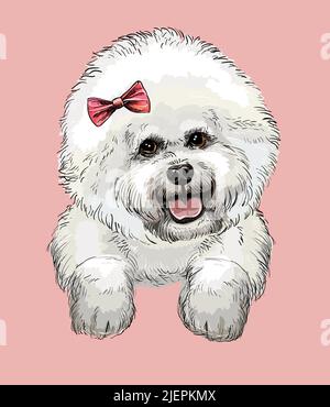 Bichon Frise hand drawing dog vector isolated illustration on pink background. Cute realistic funny dog looking into the camera. For print, design, T- Stock Vector