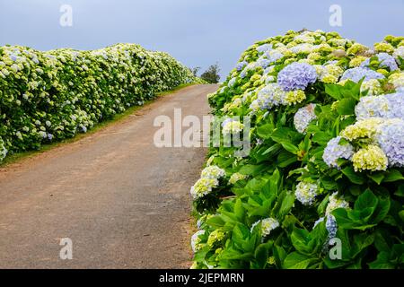 A country road framed by Hydrangea flowers near Agualva, Terceira Island, Azores, Portugal. The tiny Azores are covered by wild hydrangea shrubs considered the national flower. Stock Photo