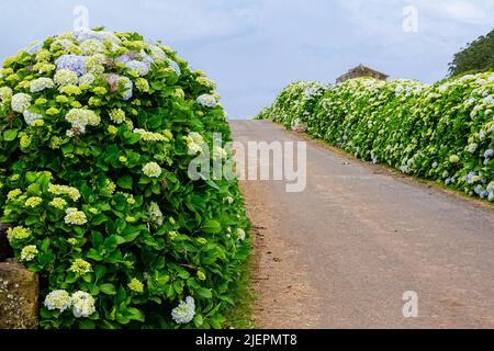 A country road framed by Hydrangea flowers near Agualva, Terceira Island, Azores, Portugal. The tiny Azores are covered by wild hydrangea shrubs considered the national flower. Stock Photo